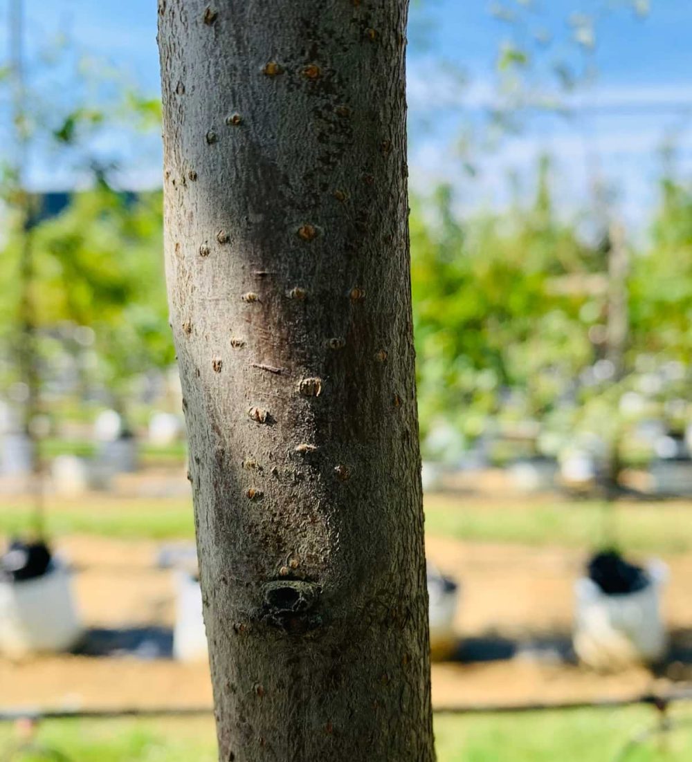 Cherry, Bird