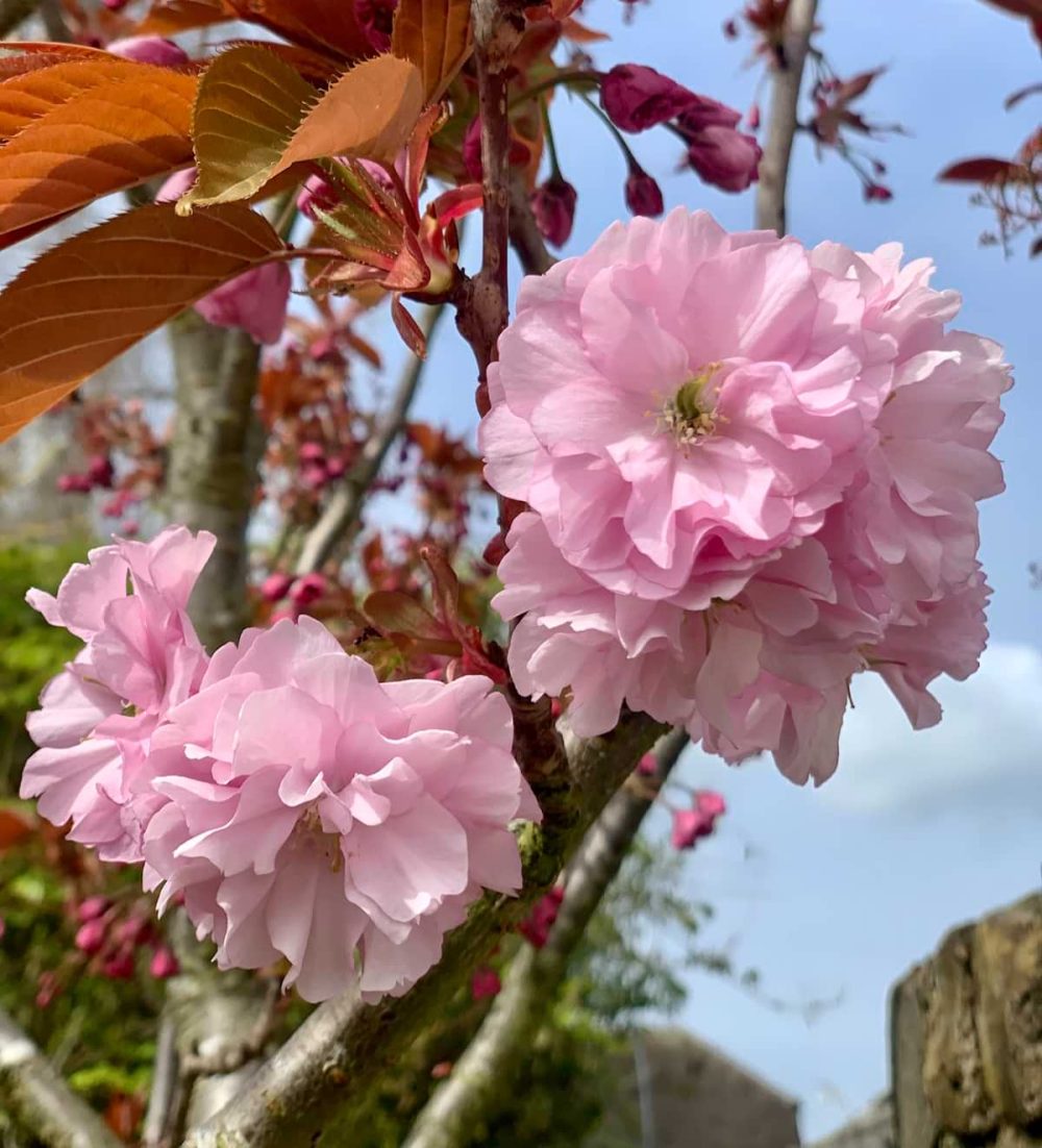 Cherry, Blossom Kanzan