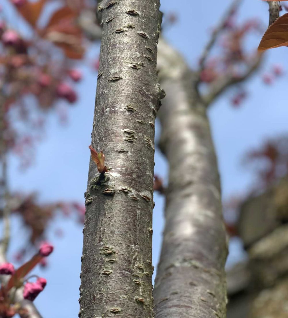Cherry, Blossom Kanzan
