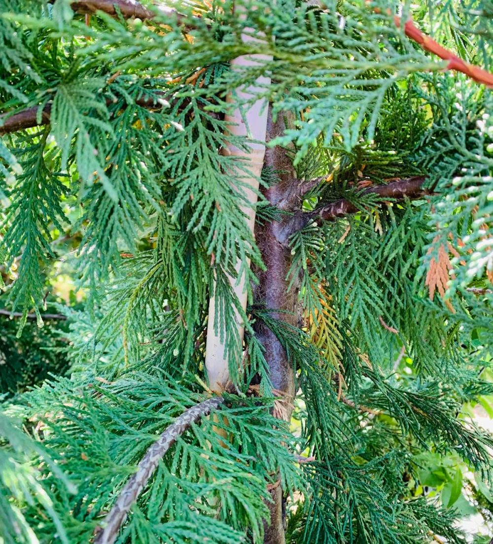 Cypress, Leyland