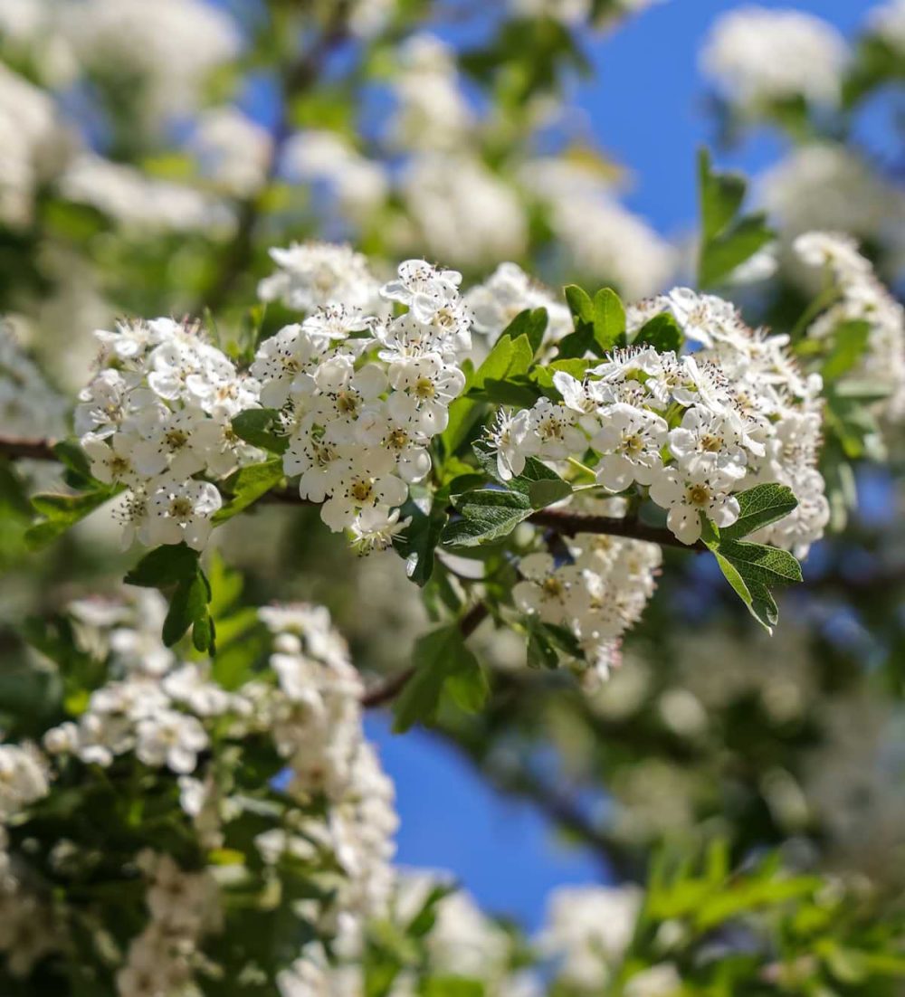 Hawthorn