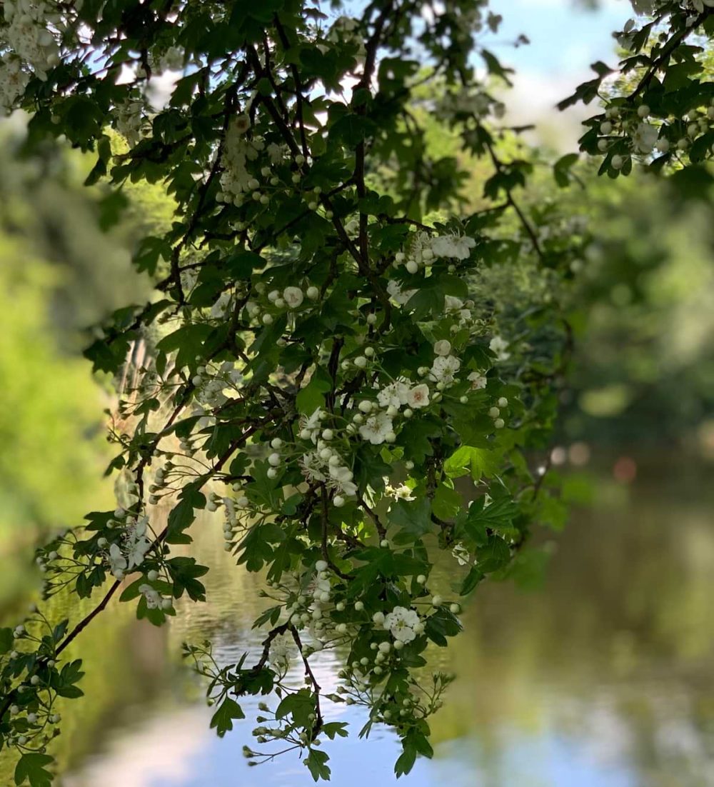 Hawthorn