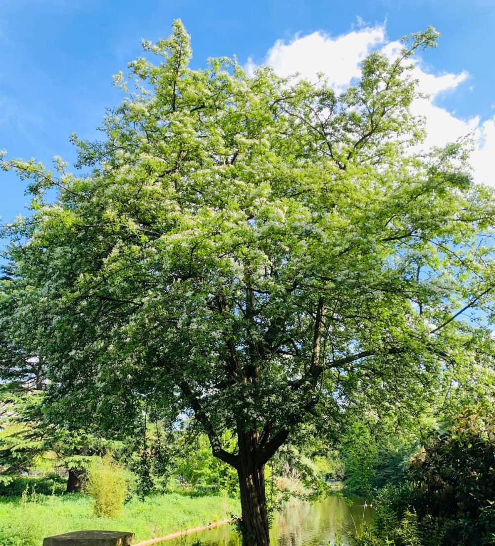 Hawthorn