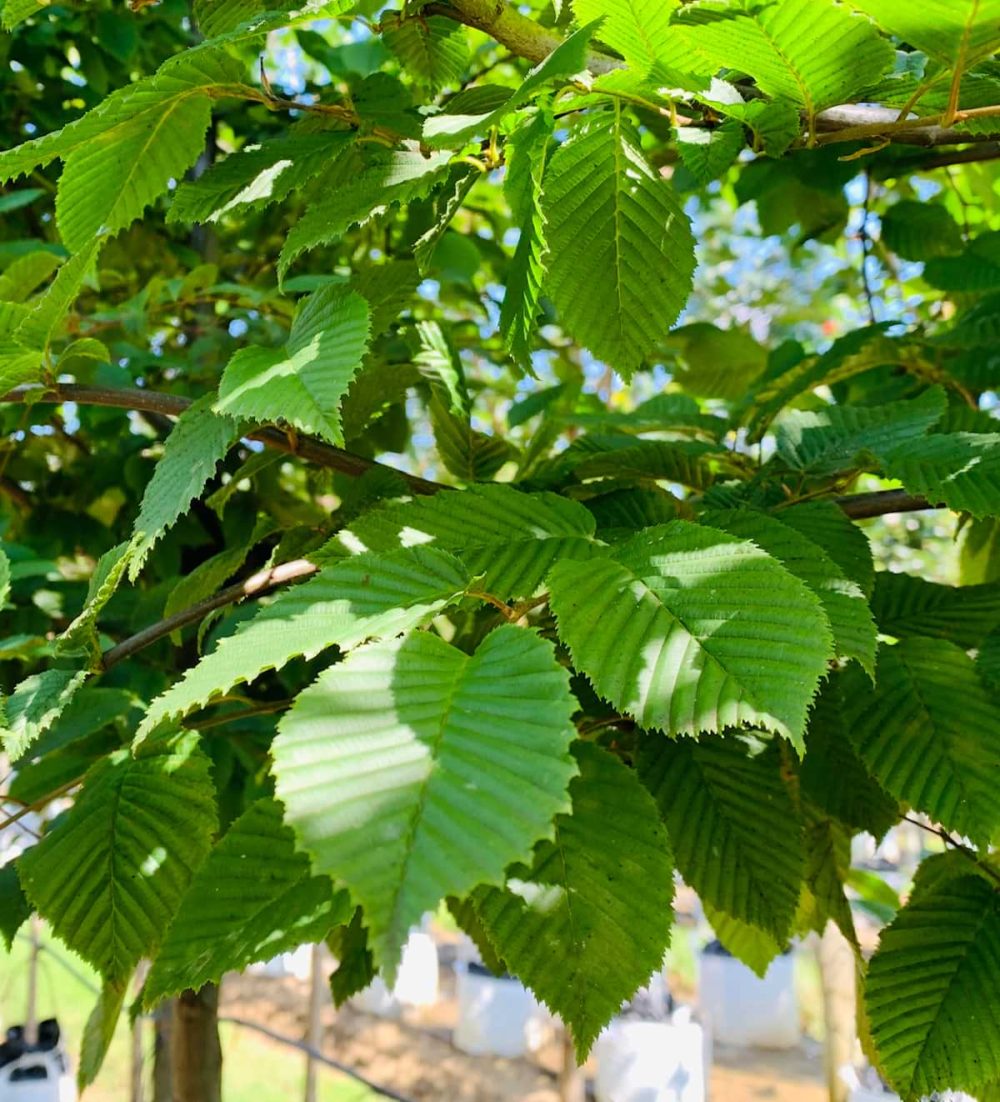 Hornbeam