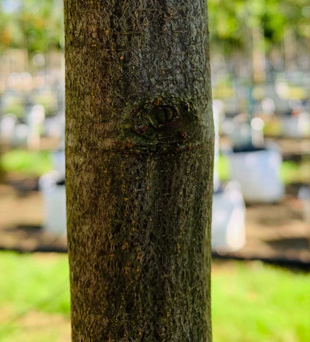 Hornbeam