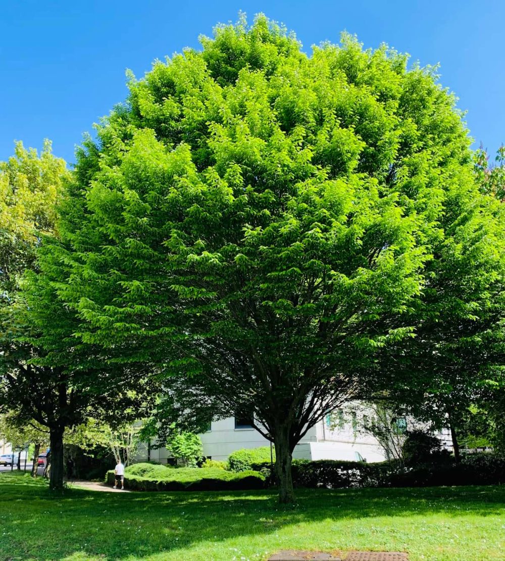 Hornbeam