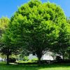 Hornbeam