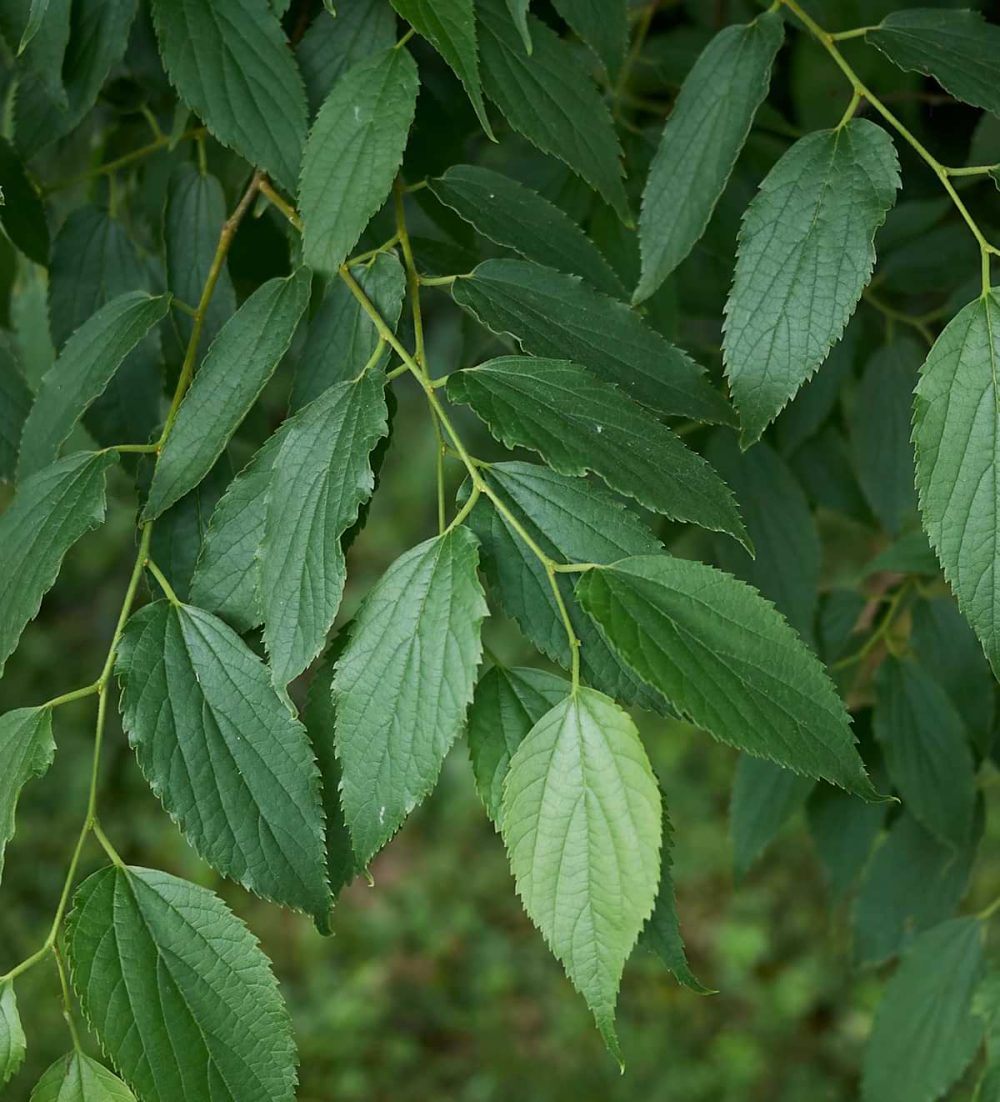 Nettle Tree