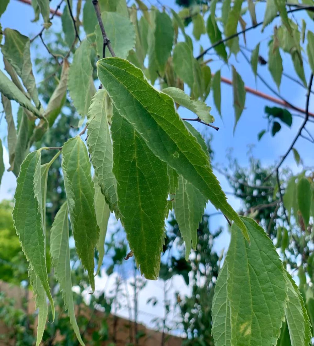 Nettle Tree