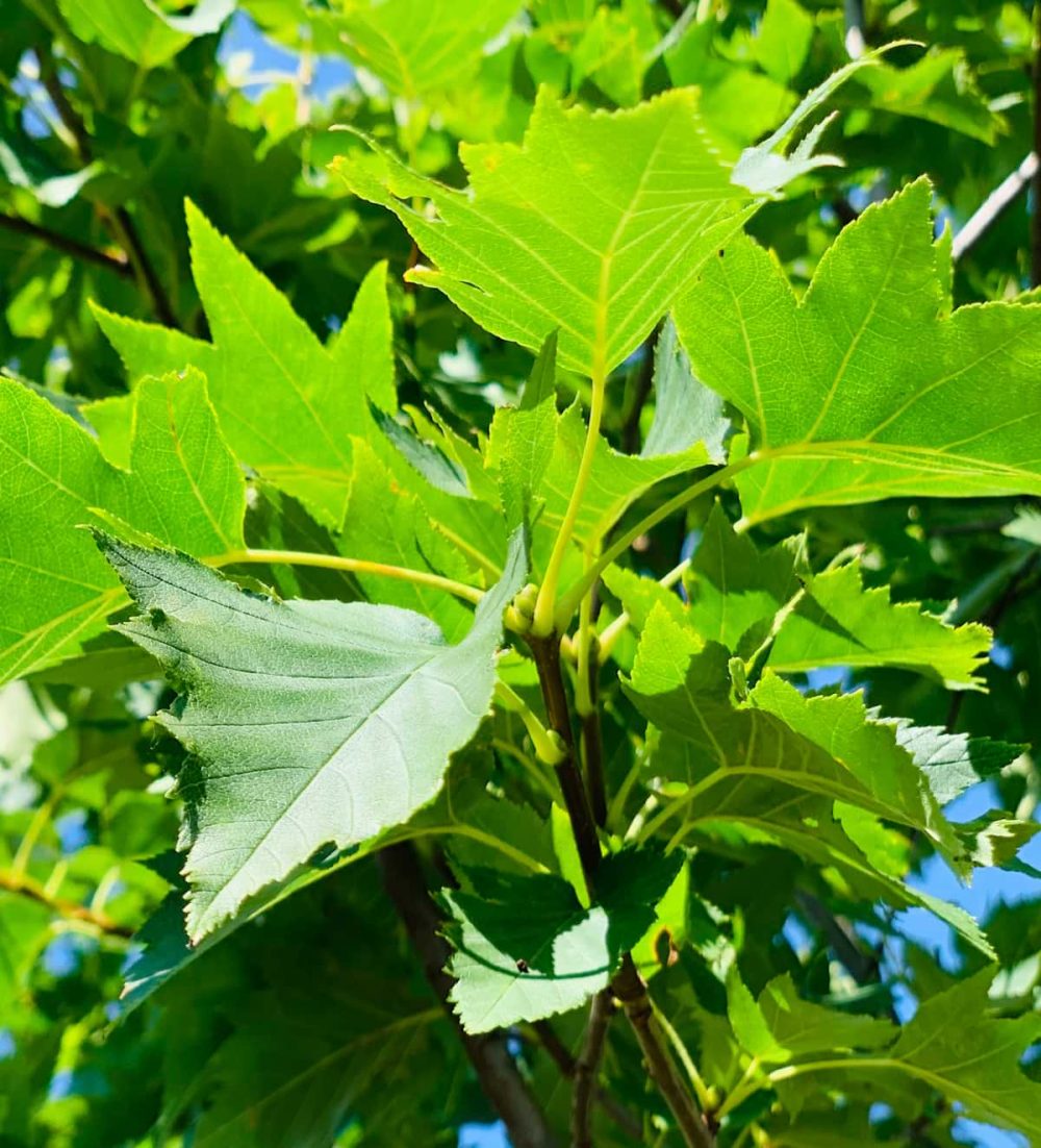 Service tree, Wild
