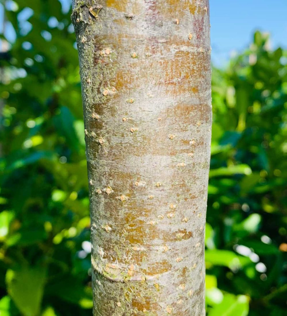 Service tree, Wild