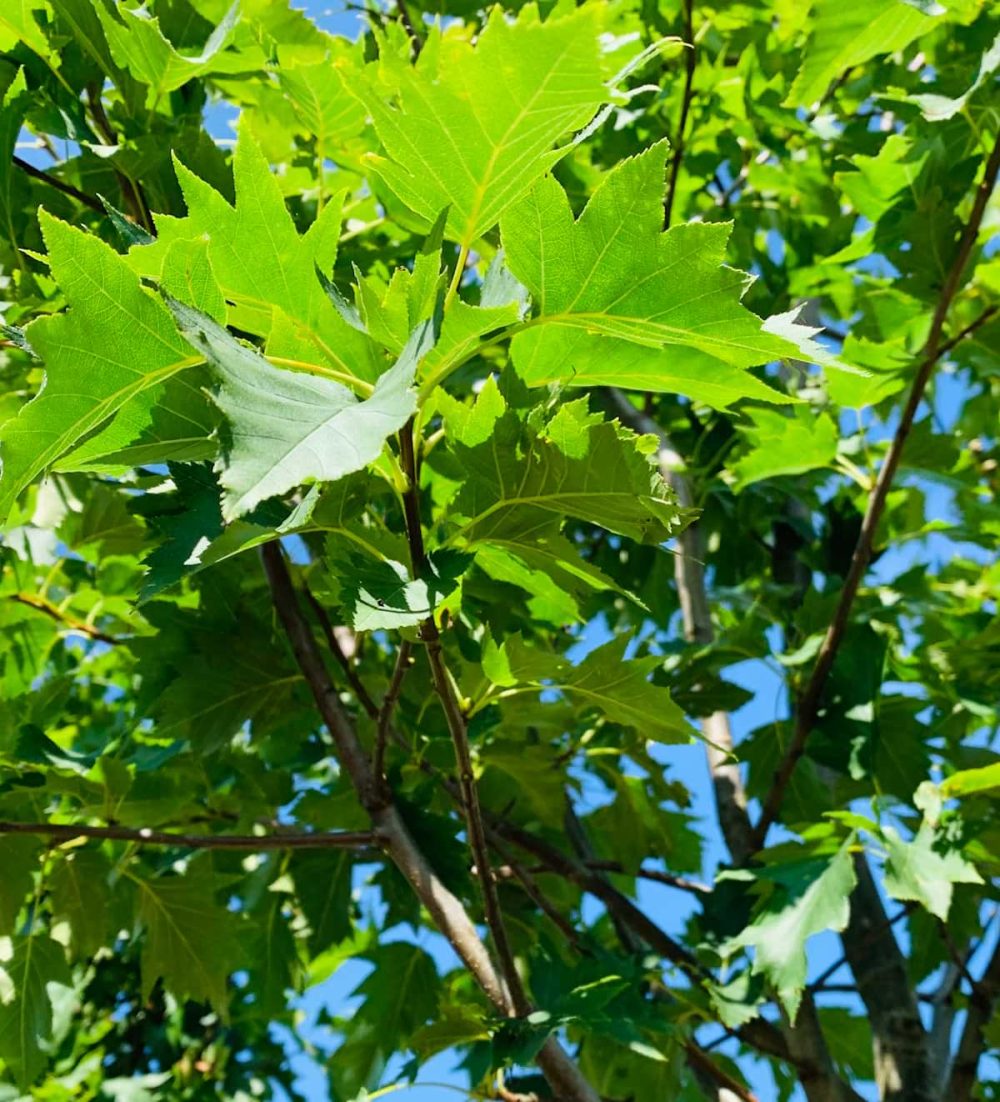 Service tree, Wild