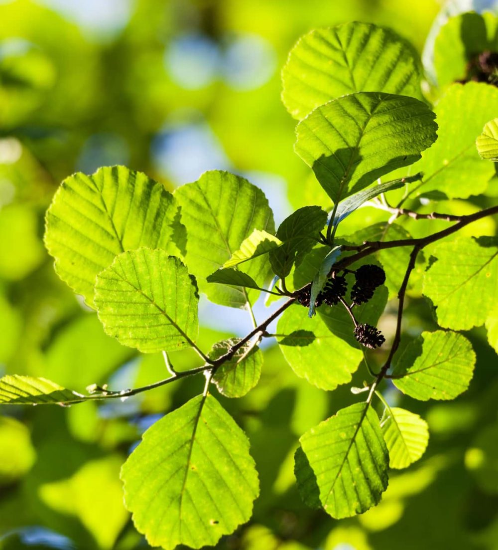 Alder, Common