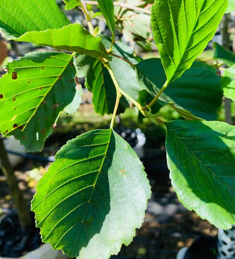 Alder, Common