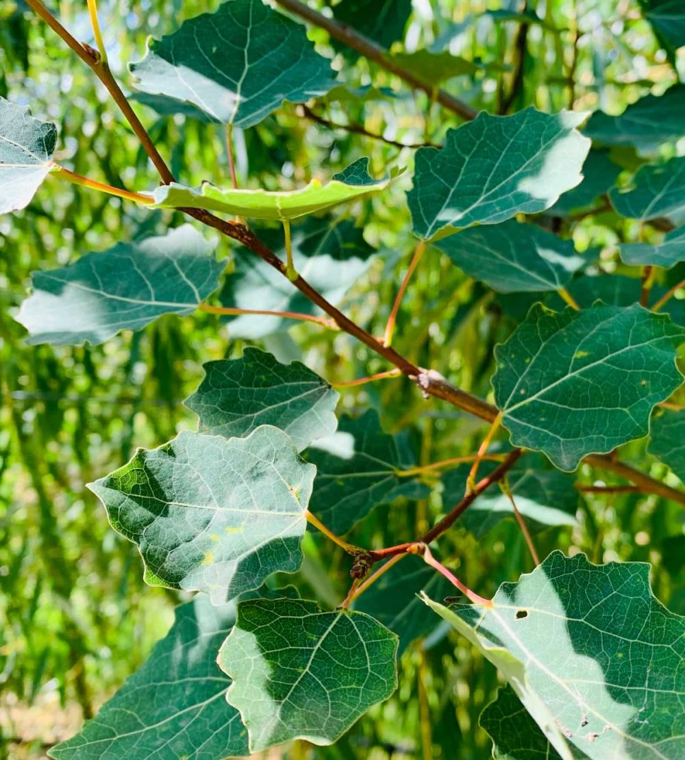 Aspen, Trembling