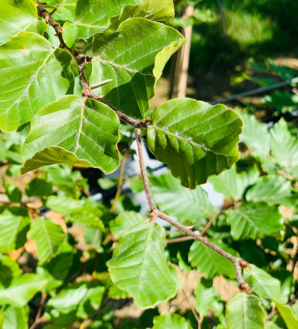 Beech, Common