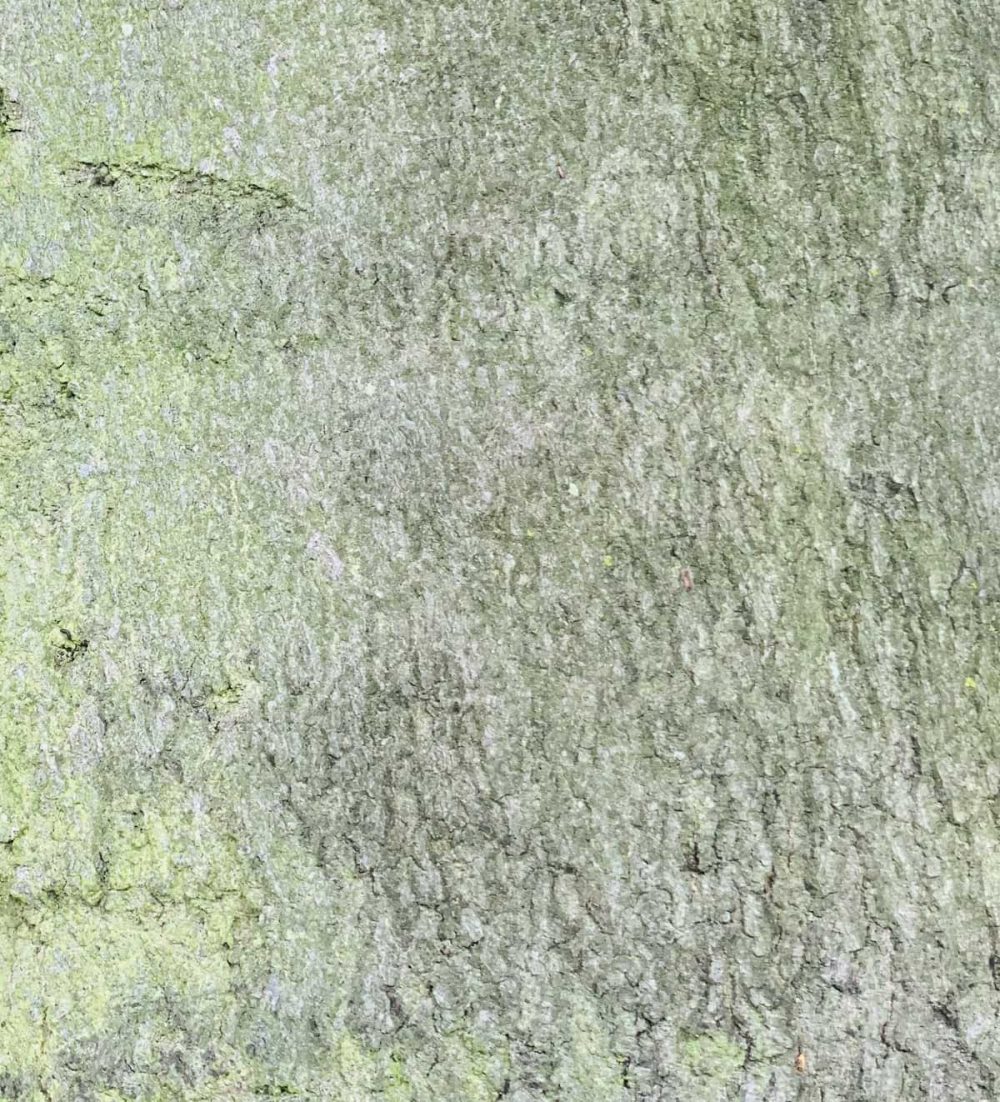 Beech, Common