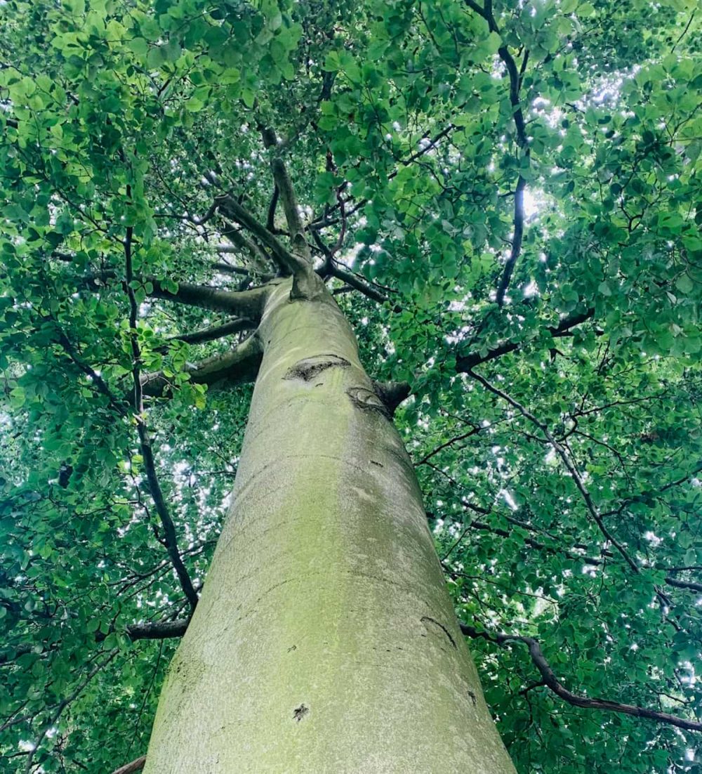 Beech, Common