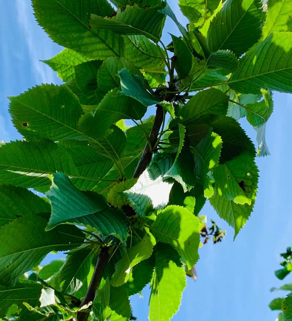Cherry, Wild