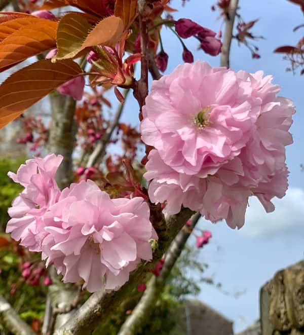 Fruits & Flowers