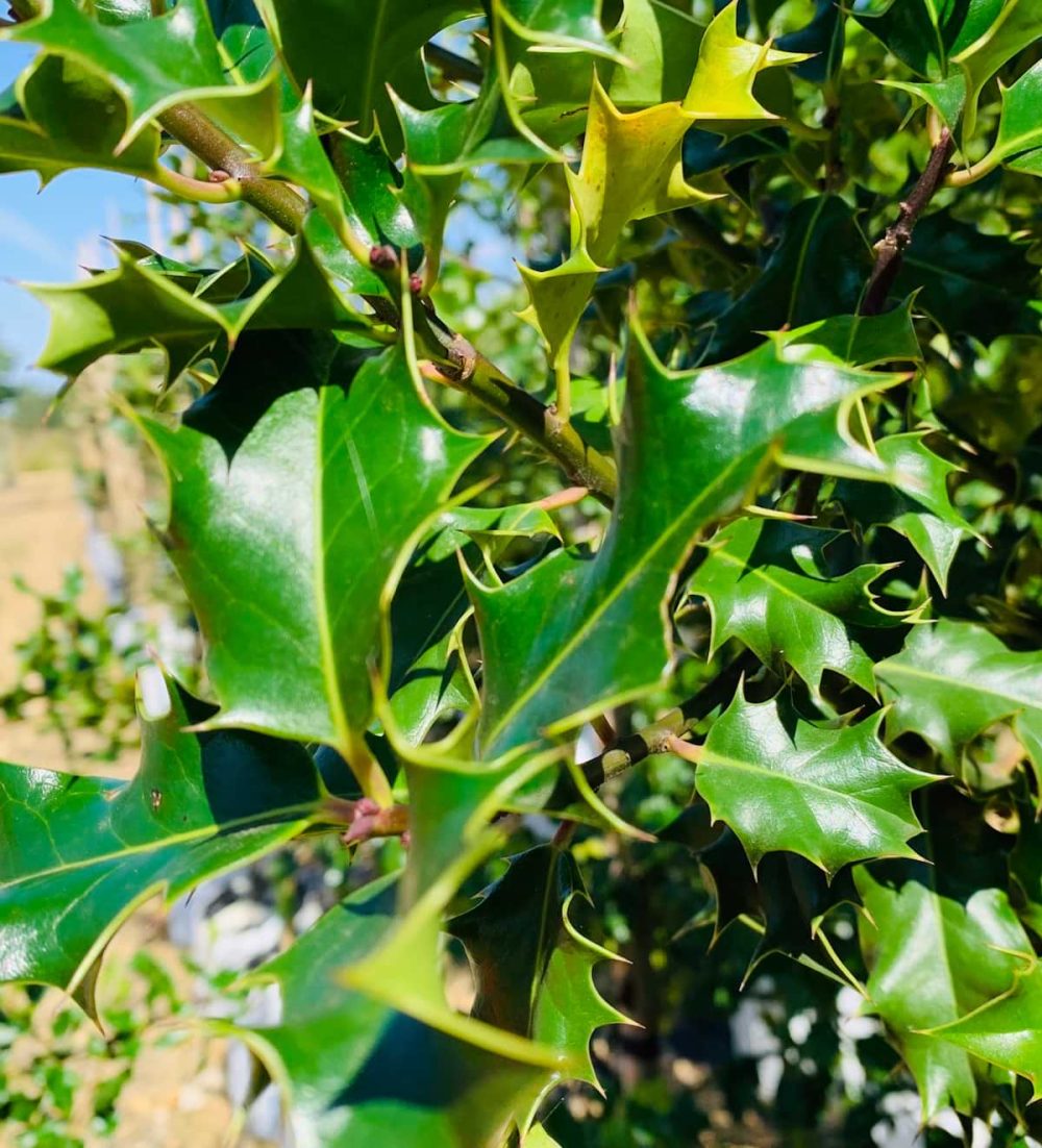 Holly
