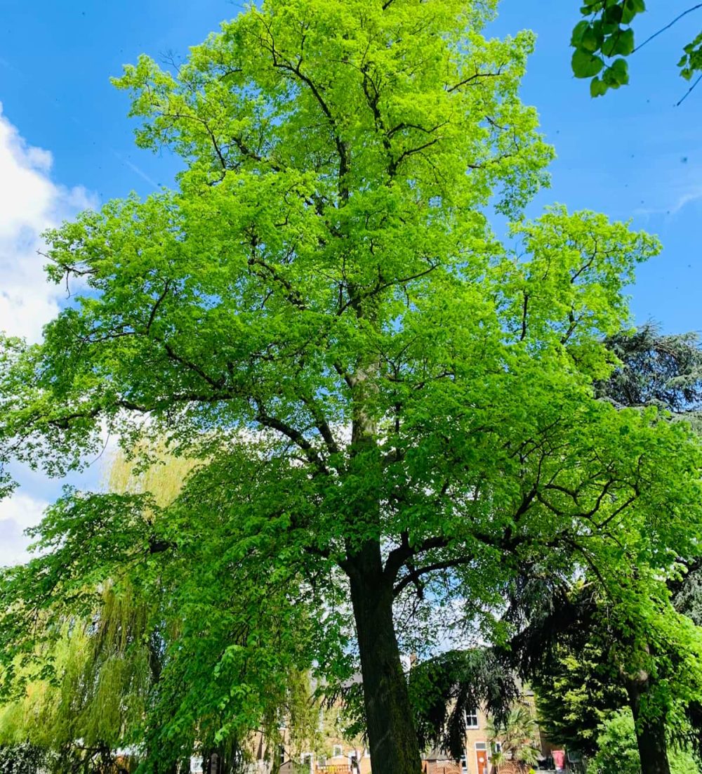 Lime, Common