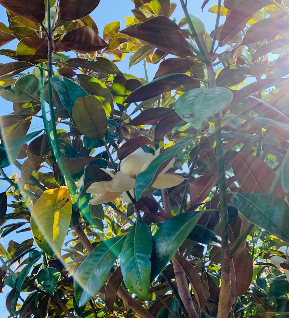 Magnolia