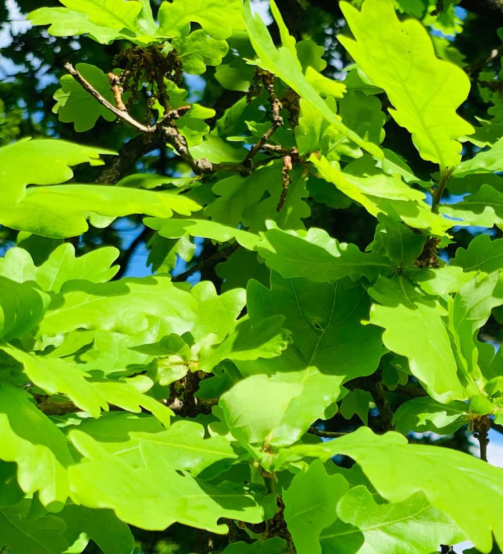 Oak, English