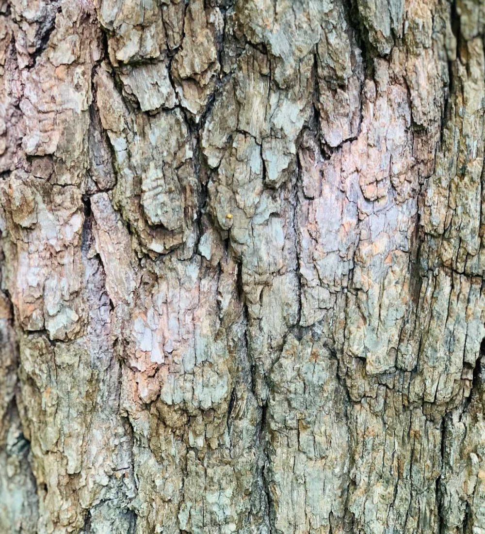Oak, English