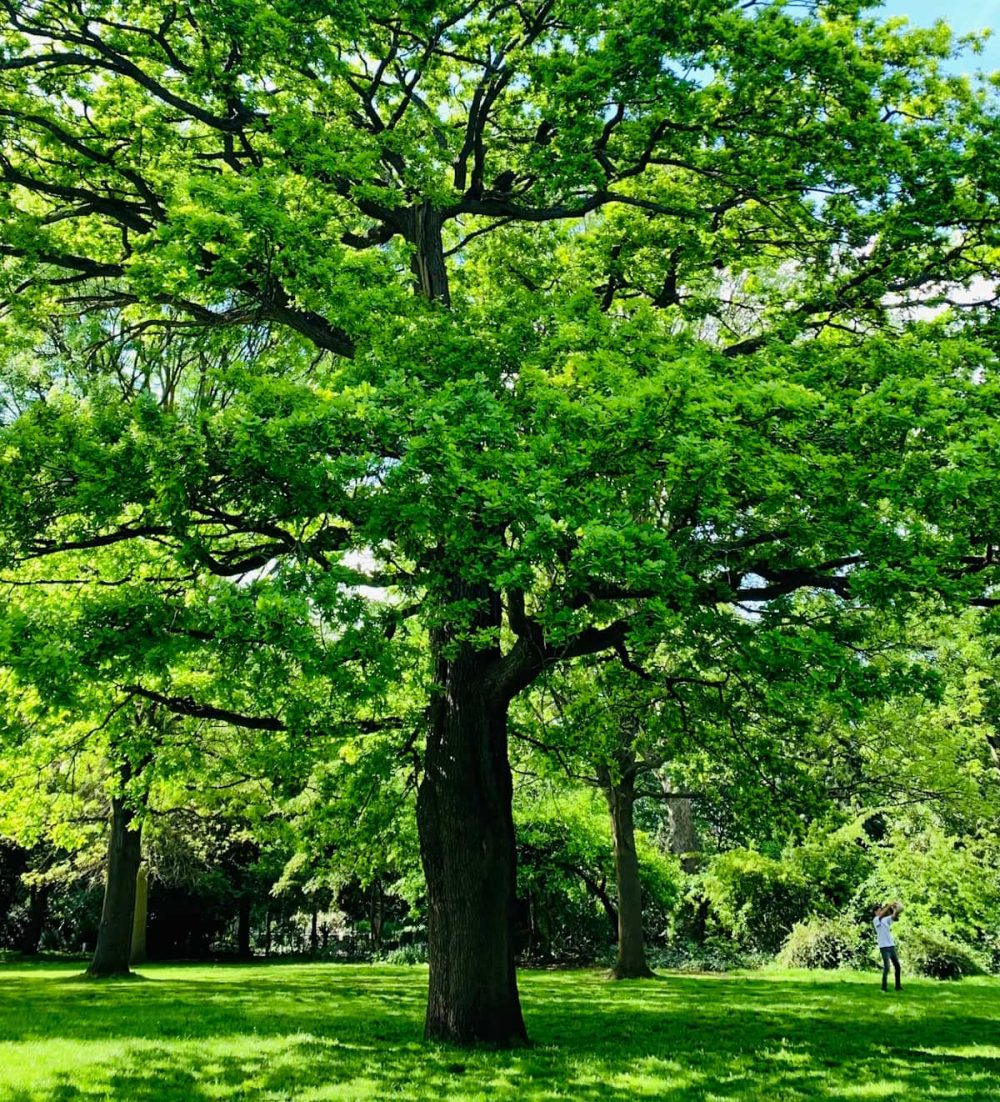 Oak, English