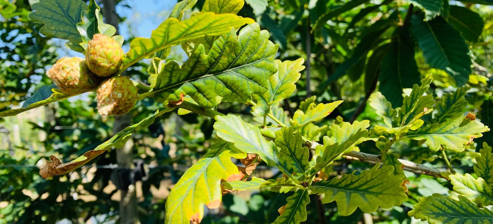 Buy Trees Online The Online Tree Shop