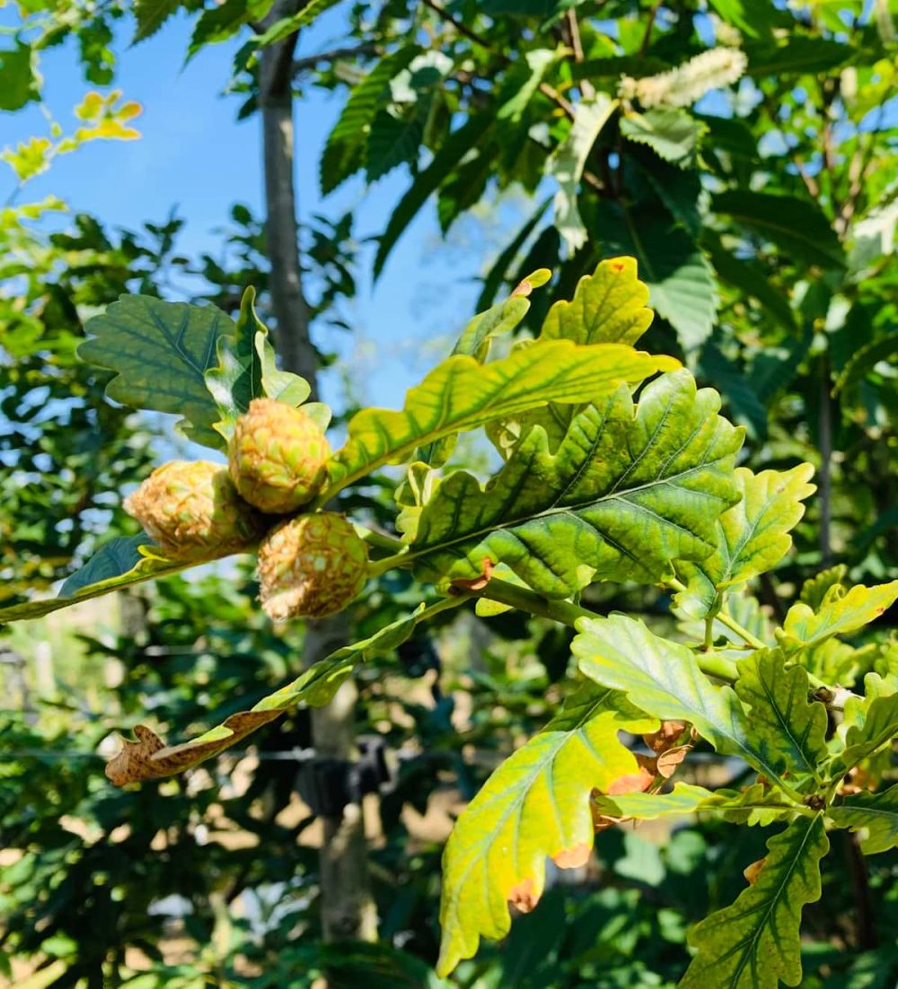 Oak, Sessile