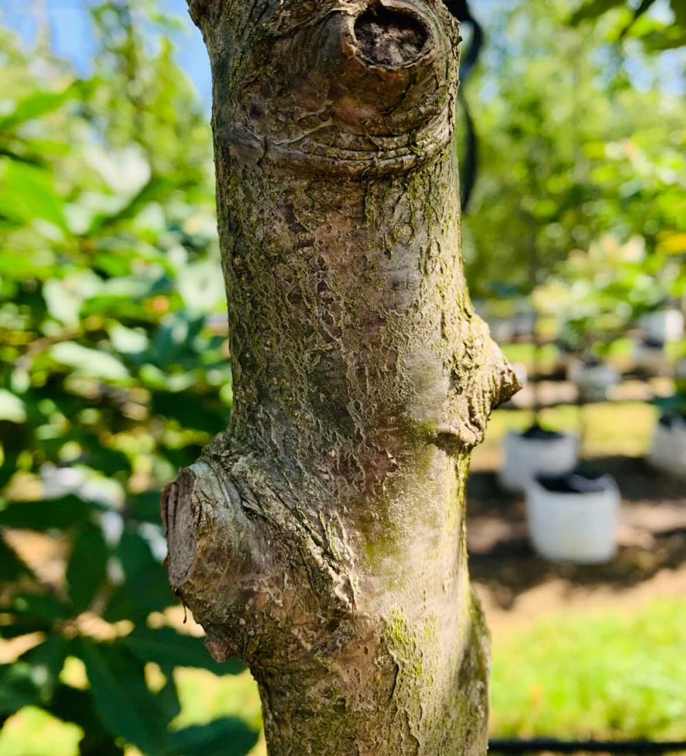 Oak, Sessile