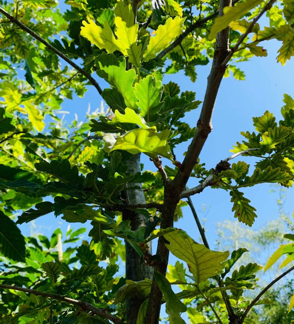 Oak, Sessile