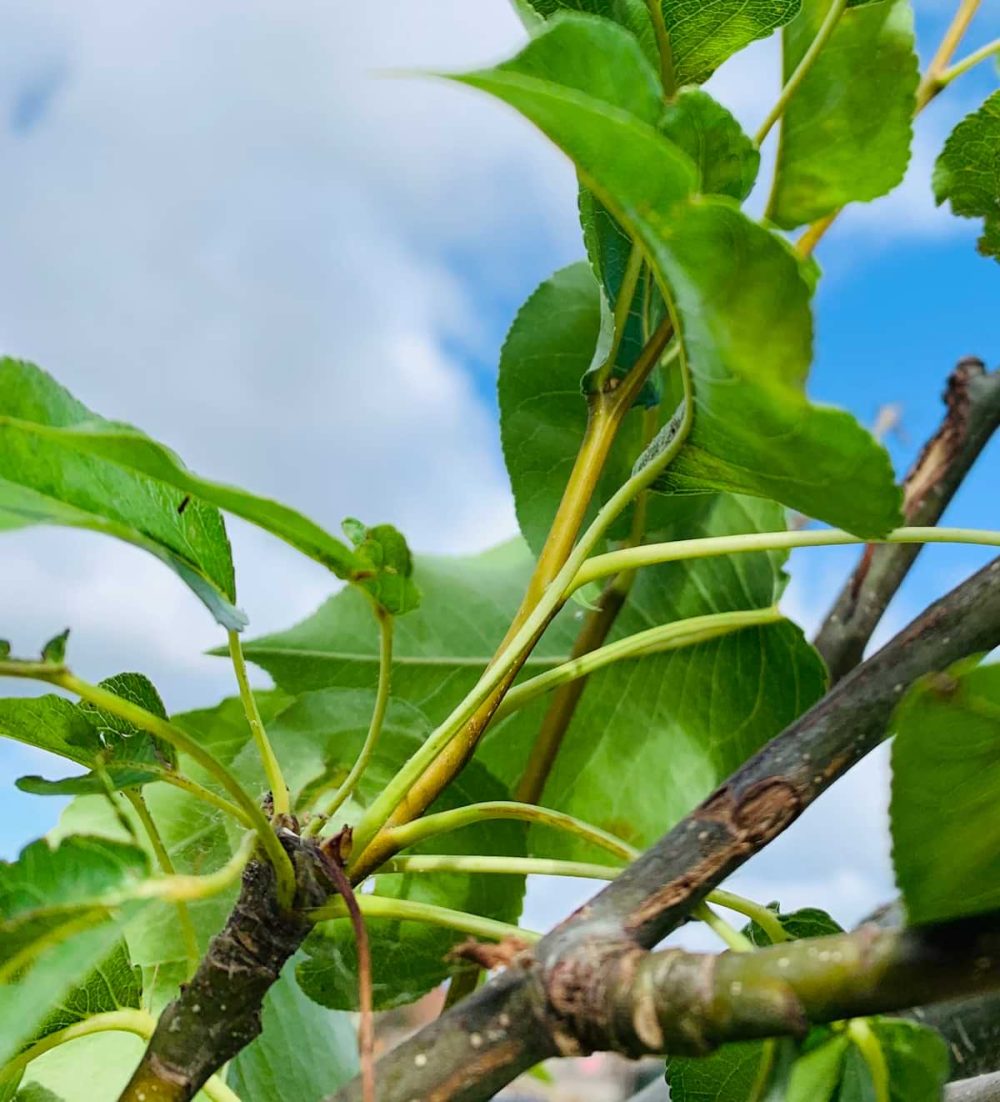 Pear Ornamental