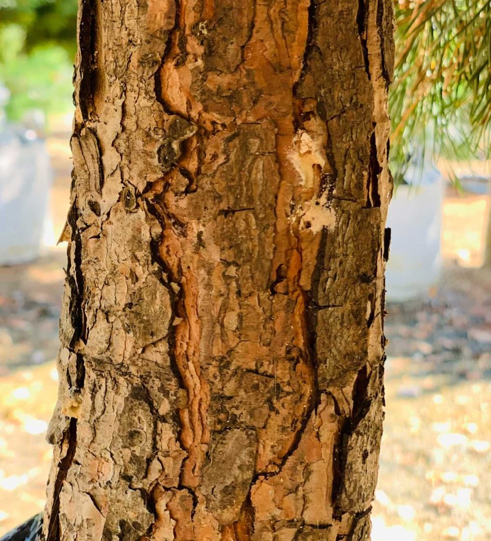 Pine, Scots