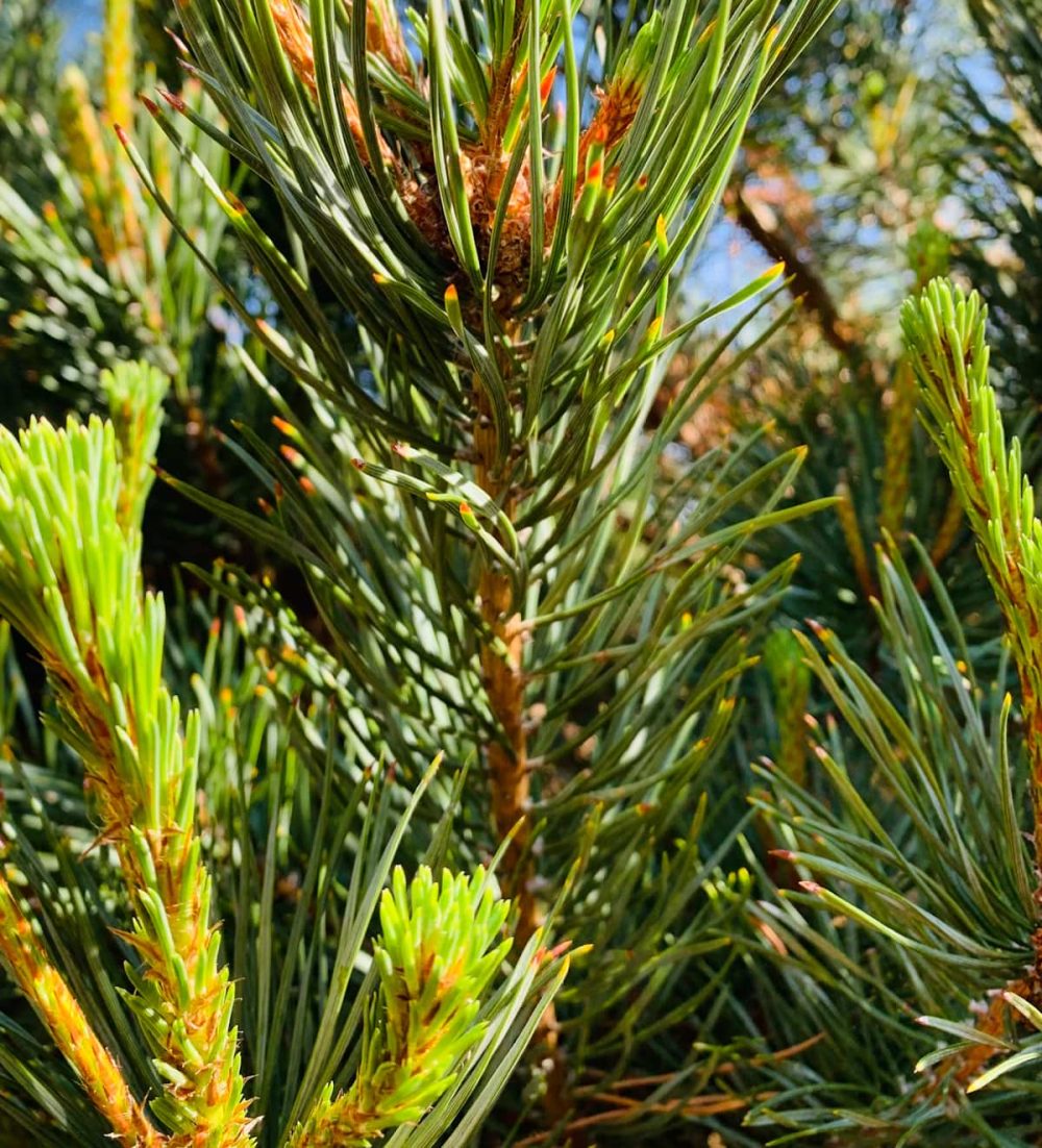 Pine, Scots