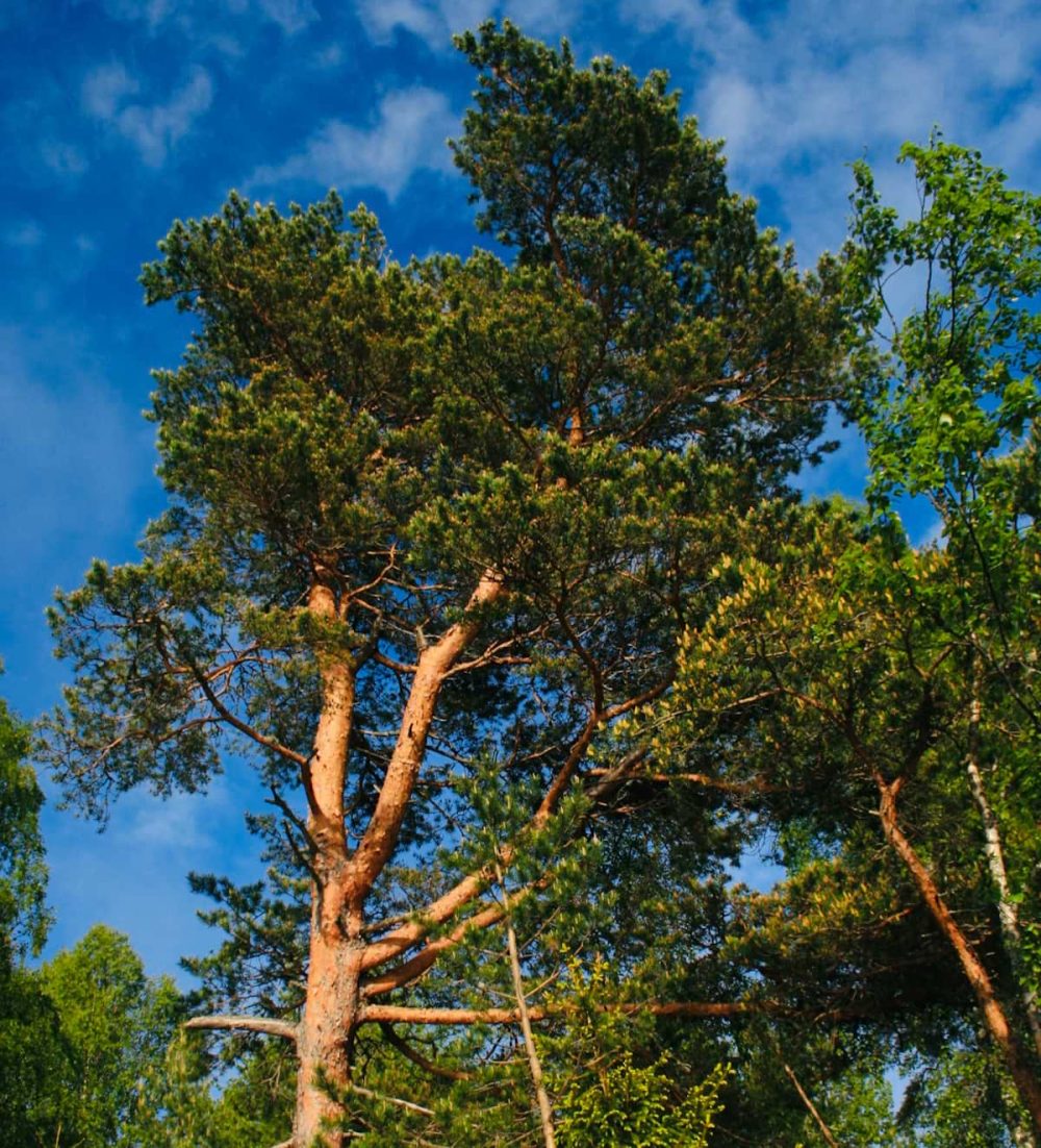 Pine, Scots