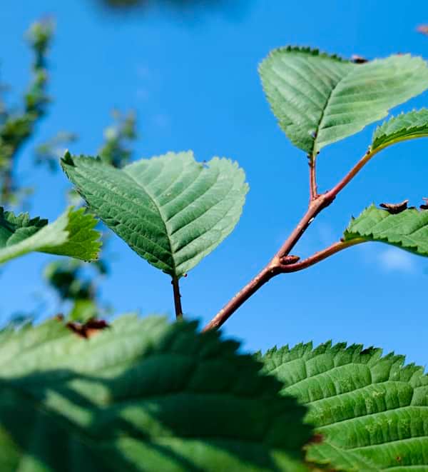 Small Decorative Trees