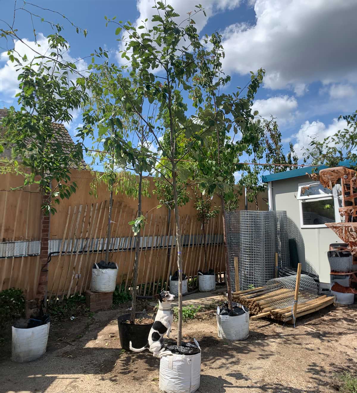 Whitebeam, Swedish