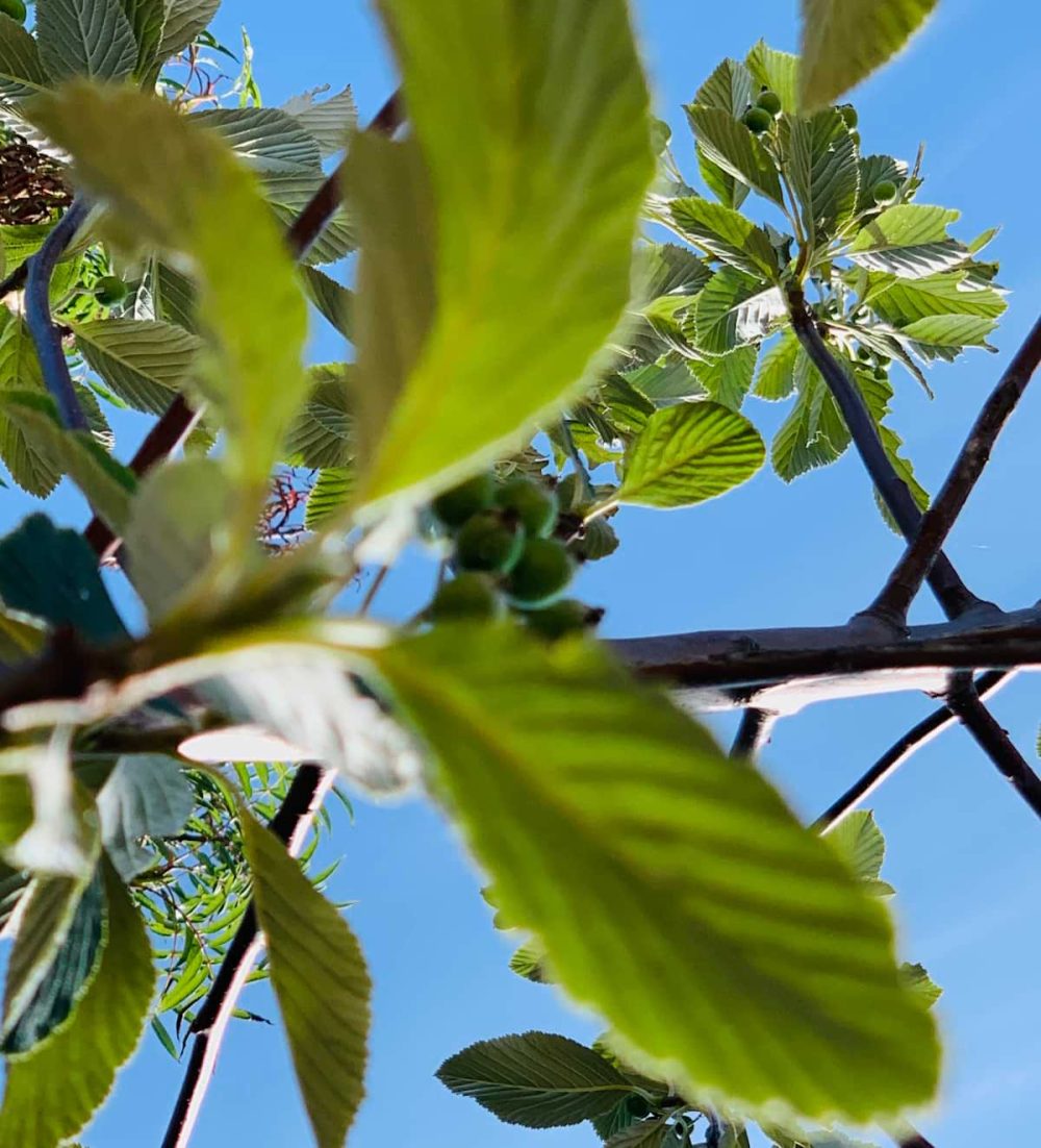 Whitebeam